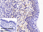 FCN1 Antibody in Immunohistochemistry (Paraffin) (IHC (P))