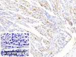 FCN1 Antibody in Immunohistochemistry (Paraffin) (IHC (P))