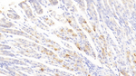 FCN1 Antibody in Immunohistochemistry (Paraffin) (IHC (P))