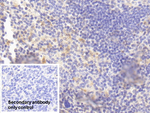 FCN1 Antibody in Immunohistochemistry (Paraffin) (IHC (P))