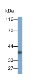 FCN1 Antibody in Western Blot (WB)