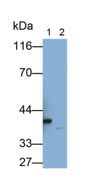 FCN1 Antibody in Western Blot (WB)