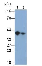 FCN1 Antibody in Western Blot (WB)