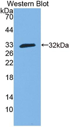 GBP3 Polyclonal Antibody