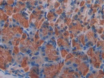 KLB Polyclonal Antibody