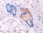 KLB Antibody in Immunohistochemistry (Paraffin) (IHC (P))