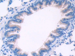 KLB Antibody in Immunohistochemistry (Paraffin) (IHC (P))