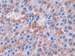 KLB Antibody in Immunohistochemistry (Paraffin) (IHC (P))