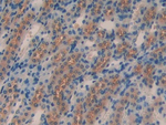 KLB Antibody in Immunohistochemistry (Paraffin) (IHC (P))