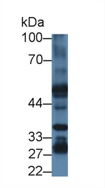JMJD6 Antibody in Western Blot (WB)