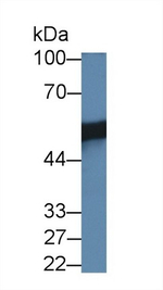 JMJD6 Antibody in Western Blot (WB)