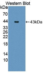 JMJD6 Antibody in Western Blot (WB)