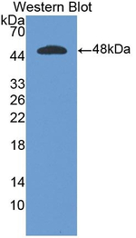 IFN alpha Antibody in Western Blot (WB)