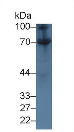 CD73 Antibody in Western Blot (WB)