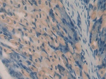 Oncomodulin Antibody in Immunohistochemistry (Paraffin) (IHC (P))