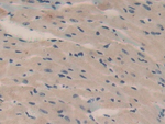 Oncomodulin Antibody in Immunohistochemistry (Paraffin) (IHC (P))