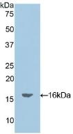 Oncomodulin Antibody in Western Blot (WB)