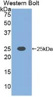 CLEC4C Antibody in Western Blot (WB)