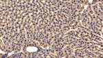 HRG Polyclonal Antibody