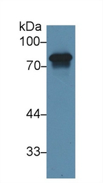 HRG Antibody in Western Blot (WB)