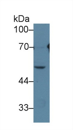 HRG Antibody in Western Blot (WB)