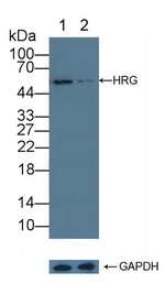 HRG Antibody in Western Blot (WB)