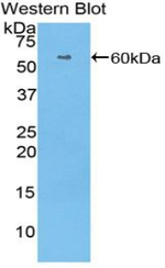 HRG Antibody in Western Blot (WB)