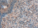 Kininogen Heavy Chain Antibody in Immunohistochemistry (Paraffin) (IHC (P))
