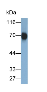 Kininogen Heavy Chain Antibody in Western Blot (WB)