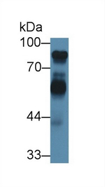 Kininogen Heavy Chain Antibody in Western Blot (WB)
