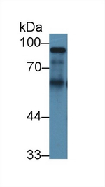 Kininogen Heavy Chain Antibody in Western Blot (WB)