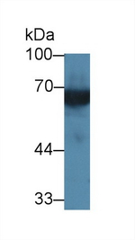Kininogen Heavy Chain Antibody in Western Blot (WB)