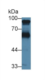Kininogen Heavy Chain Antibody in Western Blot (WB)