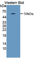 Kininogen Heavy Chain Antibody in Western Blot (WB)