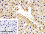 SAA Polyclonal Antibody