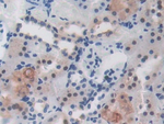 GARP Antibody in Immunohistochemistry (Paraffin) (IHC (P))