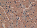 PMCA2 ATPase Antibody in Immunohistochemistry (Paraffin) (IHC (P))