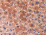 PGP Antibody in Immunohistochemistry (Paraffin) (IHC (P))