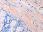 PGP Antibody in Immunohistochemistry (Paraffin) (IHC (P))