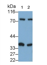 PGP Antibody in Western Blot (WB)