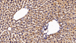 EpoR Antibody in Immunohistochemistry (Paraffin) (IHC (P))