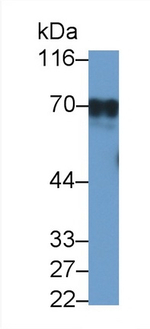 EpoR Antibody in Western Blot (WB)