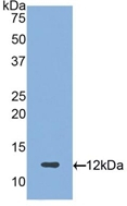Lubricin Antibody in Western Blot (WB)