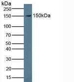 Lubricin Antibody in Western Blot (WB)