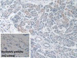 TACR2 Antibody in Immunohistochemistry (Paraffin) (IHC (P))