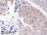 TACR2 Antibody in Immunohistochemistry (Paraffin) (IHC (P))