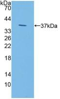 IDUA Antibody in Western Blot (WB)