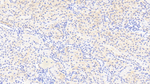 C13orf15 Polyclonal Antibody
