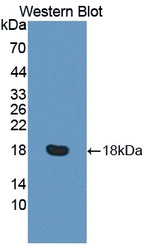 C13orf15 Antibody in Western Blot (WB)