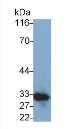 CD138 Antibody in Western Blot (WB)